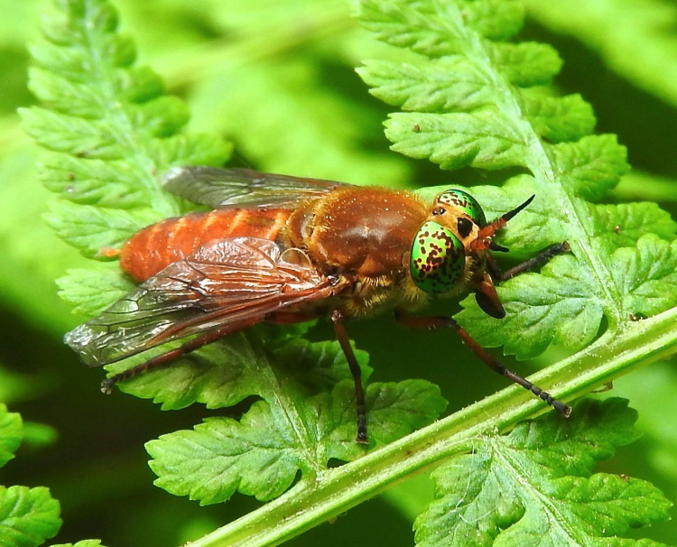 Silvius gigantulus